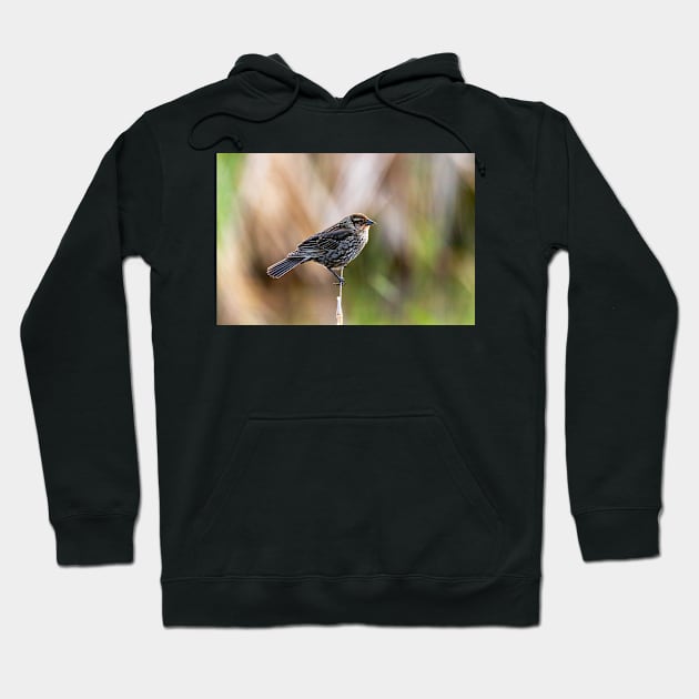 Female Red Wing Blackbird Hoodie by jecphotography